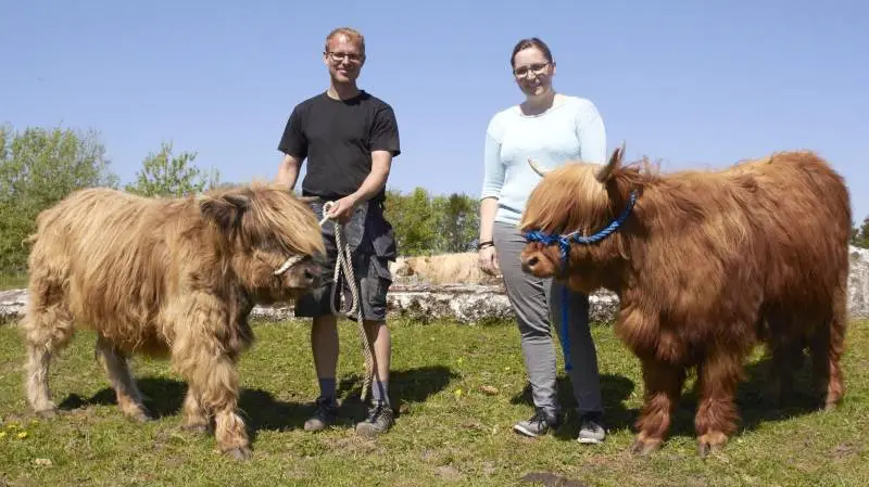 Heidi Agerskov og Bjarne Jensen driver sammen Mosens Highland Cattle i Harlev ved Århus. Kvierne Nilla og Nelly er et år gamle og skal sammen med tyren Merlin med til Landbrugsmessen Gl. Estrup.