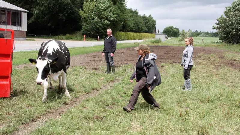 Arbejdstilsynet sætter gang i en kampagne, der sætter fokus på, hvordan landmanden kan oplære sin elever til at håndtere kvæg på sikker vis. Arkivfoto fra Seges-kursus i håndtering af kvæg