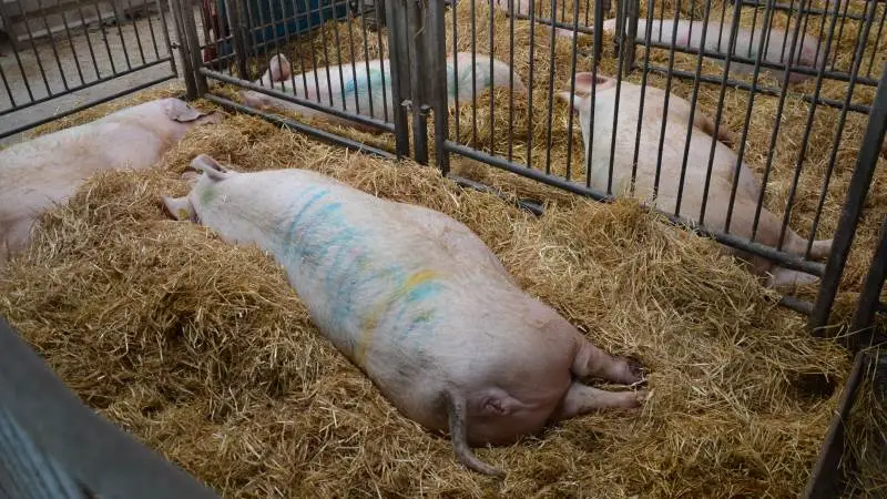 Overgangsperioden er slut og siden årsskiftet har lovkravet om, at der som minimum skal være 2,5 procent sygestier i forhold til de løsgående drægtige søer, der er i besætningen, været gældende. Arkivfoto: Camilla Bønløkke