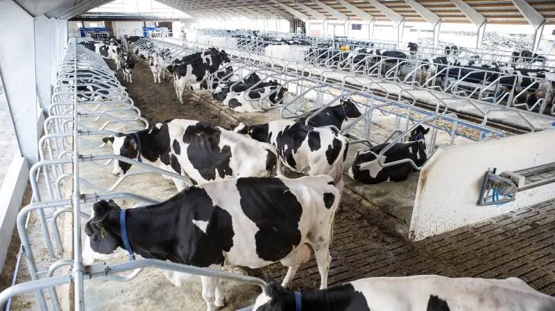 DeLaval vil vise på Agromek, at virksomheden er totalleverandør inden for mælkeproduktion inklusiv kvægrådgivning.