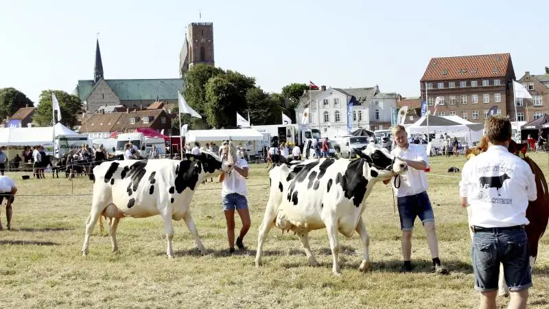 Ribe Dyrskue vil som et af de få dyrskuer finde sted i år på den planlagte dato fredag den 30. juli. Arkivfoto