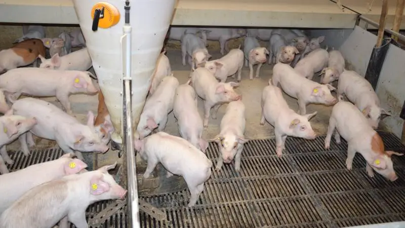 KMC Kartoffelprotein er nu et særskilt fodermiddel i fodermiddeldatabasen. Arkivfoto: Camilla Bønløkke