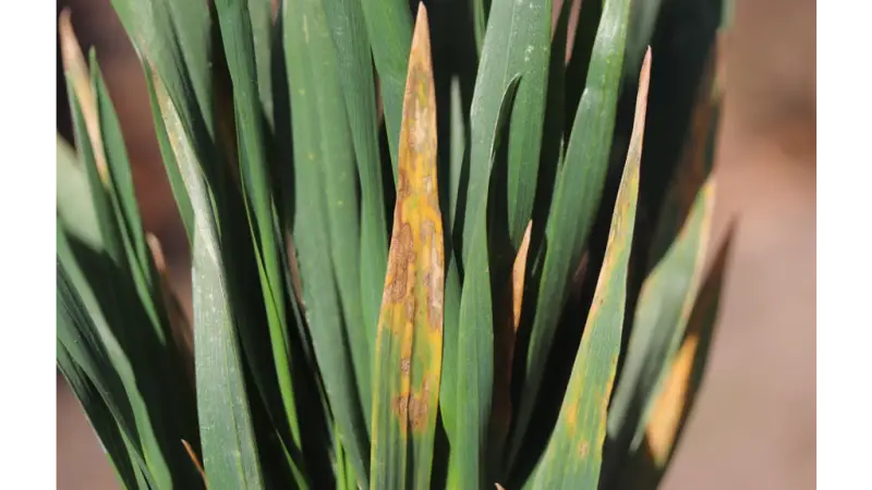 I de fleste marker ses forholdsvis lidt Septoria på de nedre blade. Her ses dog højtsiddende Septoria på nedre blad i tidligt sået hvede fotograferet ultimo april. Foto: Ghita Cordsen Nielsen