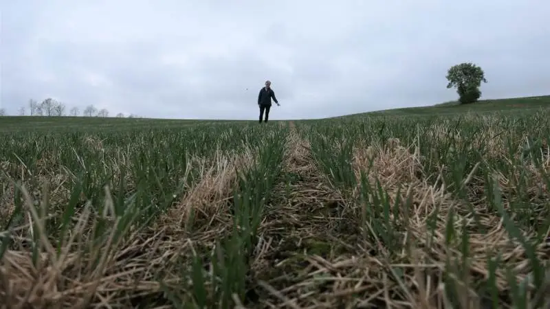 Her er hverken spring i rækkerne eller skyggen af erosion på de stærkt skrånende marker. Bente Andersen er særdeles godt tilfreds med CA-etablering af vårhveden på Svejstrup Østergård. Fotos: Bøje Østerlund