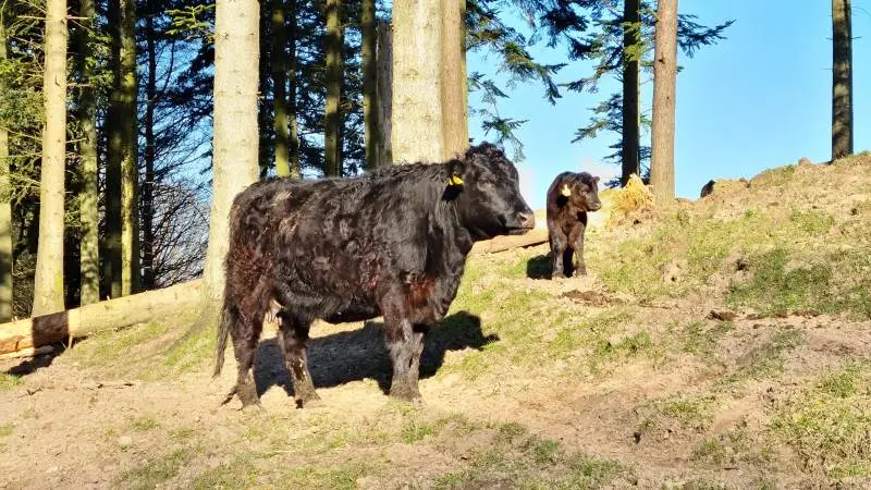 Welsh Black-kvæget hos Høbbet A/S er gennem flere år blevet DNA-testet samtidig med, at de har fået øremærker i.