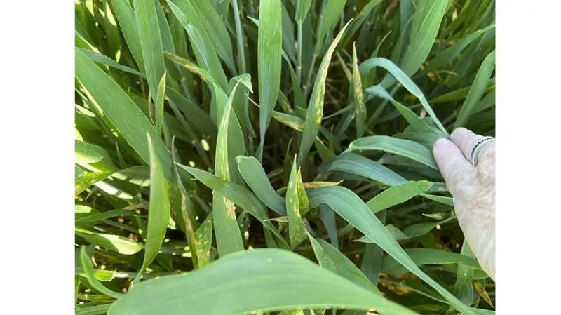 Septoria på andet øverste blad i ubehandlet Torp (modtagelighedsgruppe 3) ved Flakkebjerg fotograferet 31. maj i år af Lise Nistrup Jørgensen.