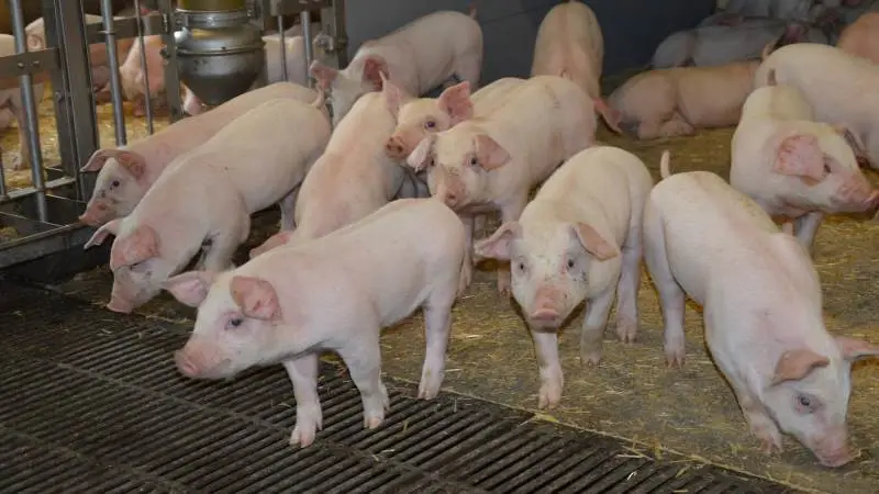 På Dyrehavegaard I/S i Dalmose ved Slagelse har de haft succes med zinkfri fravænning i over tre år. Fotos: Camilla Bønløkke