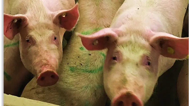 I besætninger, hvor der anvendes hormonel brunstsynkronisering af sopoltene, opnår man i gennemsnit 0,3 levendefødt gris ekstra i første kuld. Det gælder uanset, om der bruges indkøbte polte eller polte af egen avl. Foto: Danvet Research.