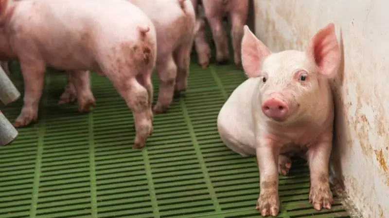Leverandører af slagtesvin til Danish Crown kan forvente at få 11,30 kroner pr. kg for slagtesvin i vægtklassen 72 til 96,9 kg. Foto: Artem Merzlenko