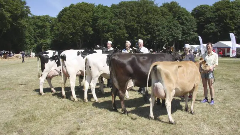 Vinderdyrene hos malkekvægene: Fra venstre: Bedste ældre Holstein: 37546-04711 Braxton-datter fra Solbakken Agro, Bedste yngre Holstein: 37546-05386 Overbay-datter fra Solbakken Agro, Bedste Holstein-kvie: 37115-03965 Brendan-datter fra Niels Hansen, Bedste RDM: 38997-03074 VR Fergus-datter fra Christian Peter Holme og Bedste Jersey: 38611-03390 VJ Hillum-datter fra Lars Bach. Foto: Christian Carus