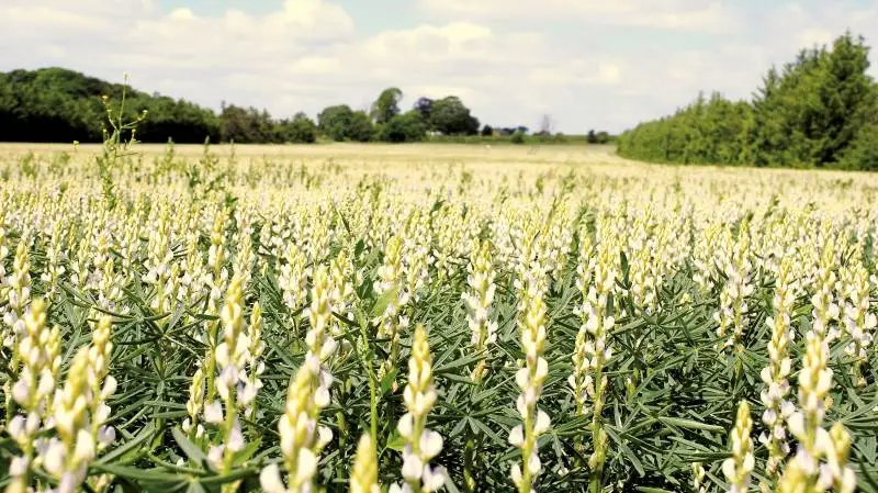 En opgørelse fra ØkologiRådgivning Danmark viser, at arealet med markært, hestebønne, lupin samt lupin i blanding med korn er vokset 44 procent fra 2020 til 2021 blandt deres kunder. Arkivfoto