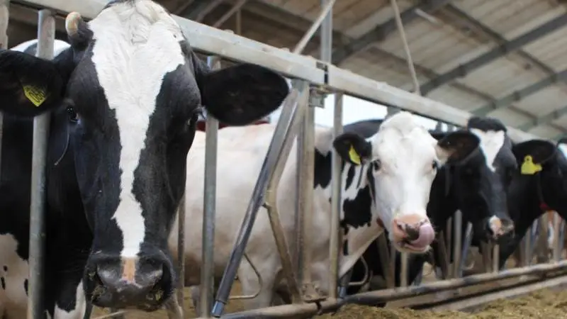 Fremover kræver det både, at resultatet af tankmælksprøver samt blodprøver af kalve og opdræt er tilfredsstillende for at komme i salmonella-niveau 1. Arkivfoto
