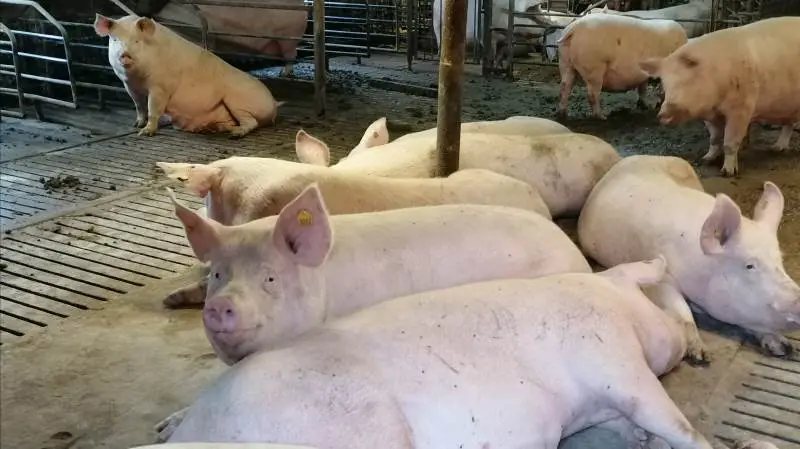 Først på ugen blev den tyske svinenotering sat ret så markant ned. Det er naturligvis skidt nyt for svineproducenter. Men samtidig er prisen for vigtige foderingredienser, såsom hvede og især prisen for den proteinholde sojaskrå under massivt pres i de her dage, hvilket må siges at være godt nyt for producenter af svin.