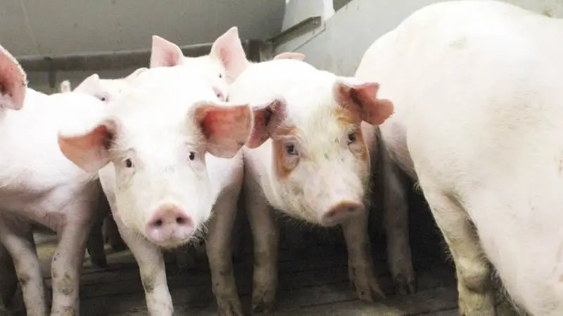 Det europæiske slagtesvinemarked er p.t. svagt. I mange EU-lande falder slagtesvinenoteringerne, skriver Danske Svineproducenter.