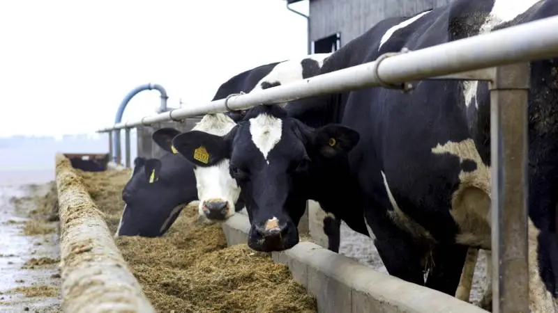 - Med høje sojapriser bør man se mod de billigere foderstoffer med et højt fiberindhold, lyder det fra Alltech. Arkivfoto