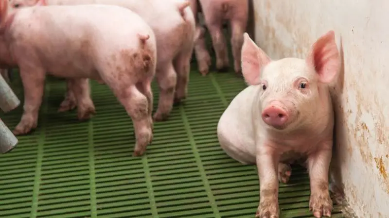 I løbet af 2019 og frem til andet kvartal 2020 steg den kinesiske import kraftigt og har siden stabiliseret sig på et højt niveau. Foto: Colourbox