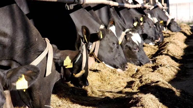 Alltech hjælper mælkeproducenter på tværs af Europa med at holde deres besætninger fri for varmestress. Arkivfoto: Tenna Bang