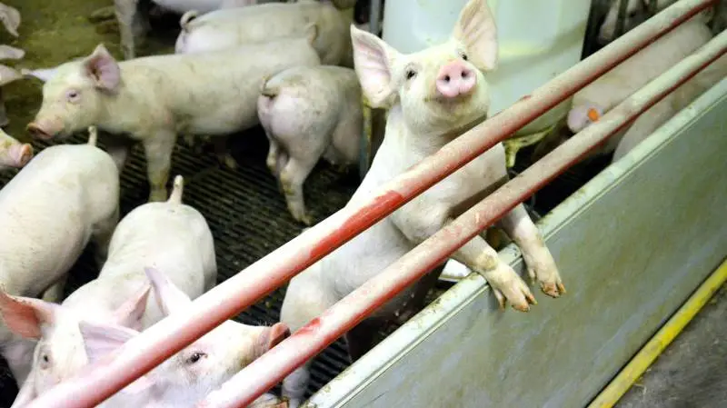 LMO Svin har taget initiativ til en ny ordning, der skal sikre svineproducenter en endnu bedre rådgivning og hjælpe dem til at kunne spotte mulighederne i produktionen.