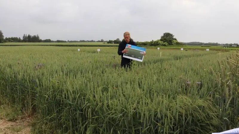 Søren Lykkegaard Hansen fra Bayer med dette års forsøg på Bramstrup om det rette ukrudtssprøjtetidspunkt i vinterhvede med Mateno Duo. Foto: Jørgen P. Jensen