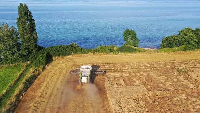 Halm 80 ApS på Østfyn høstede i dag rødsvingel med to Claas Lexion 770 mejetærskere med 40 fods MacDon-skæreborde, og udbyttet var på omkring to tons pr. hektar på en JB5-jord.