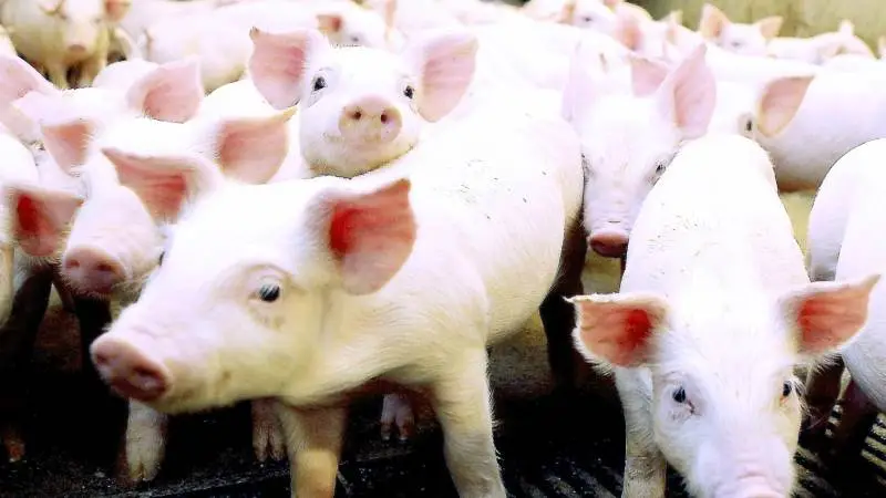 Leverandører af slagtesvin til Danish Crown kan forvente at få 9,10 kroner pr. kg for slagtesvin i vægtklassen 72 til 96,9 kg i uge 33. Foto: Anne Wolfenberg
