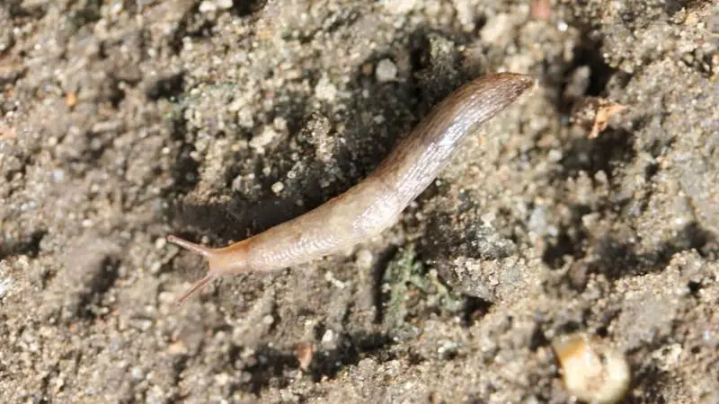 Udvokset agersnegl. De nyklækkede snegle er kun få millimeter. Fotos: Ghita Cordsen Nielsen, Seges