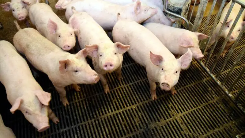 En risikoafdækning kan også være for dyrt købt, lyder det fra virksomhedsrådgiveren Jørgen Cæsar Jensen, der råder til at overveje hver enkelt type risikoafdækning nøje.
