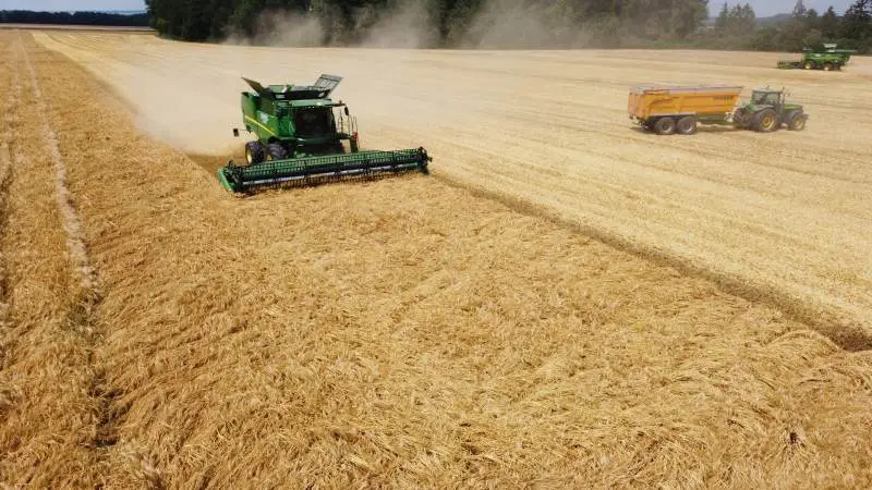 Vinterbyggen var virkelig kraftig i år på FirstFarms i Slovakiet. - Vi havde heldigvis vækstreguleret den kraftige vinterbyg, så den stod pænt op til høst. I en stribe usprøjtet vinterbyg lå den til gengæld ned som tromlet, som det ses her, fortæller Ole Hjelm.
