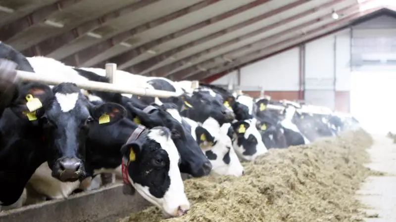 Avlsarbejdet er afgørende for at forbedre produktiviteten og effektiviteten. På mælkeproducent Troels Bjørns bedrift er der fokus på at øge effektiviteten – ikke antallet af køer. Ud over forbedringer af managementsystemet er en konsekvent avlsstrategi et centralt punkt i forhold til at opnå en produktiv, rentabel besætning. Med andre ord: køer, der kræver lidt arbejdskraft, er nemme at passe og har en høj livstidsproduktion. Tallene lader bestemt også til at understøtte denne fortælling.
Mælkeproducent Troels Bjørn har masser af planer for sin besætning. Men han ønsker ikke flere køer at malke. Det handler om at være bedre, ikke større, er filosofien bag. Troels Bjørn er selv i malkestalden ved fem ud af de 21 ugentlige malkninger og er ansvarlig for management af besætningen. Han er også meget optaget af at optimere de driftsmæssige og økonomiske aspekter af gården, som han har overtaget efter en konkurs.