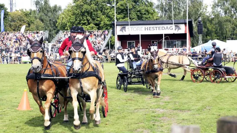 Arkivfoto fra Store Hestedag 2020.