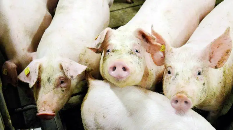 Både slagtesvineproducenten og leverandøren af smågrisene skal give samtykke, før bonuspoint kan blive beregnet. Seges Svineproduktion minder om, at deadline for samtykkeerklæring til bonuskontoen nærmer sig. Arkivfoto: Camilla Bønløkke