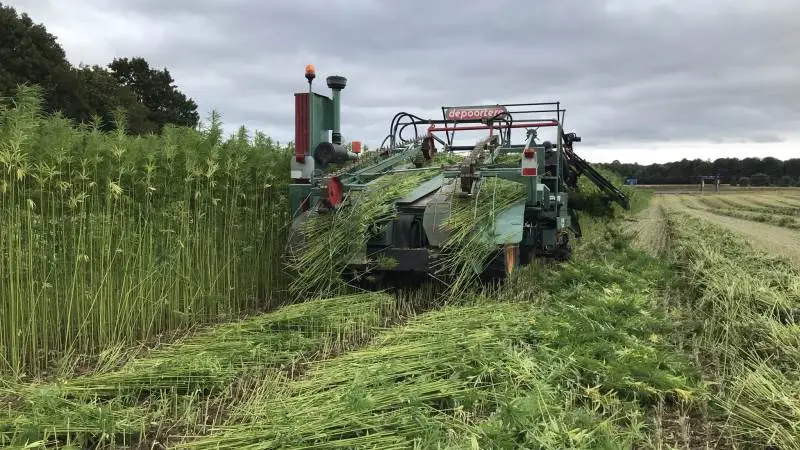 I forbindelse med projektet Hemp4Tex har man i august testet nye metoder til at høste hampen, her på en mark ved Bjæverskov. Foto: Bodil E. Pallesen, Teknologisk Institut