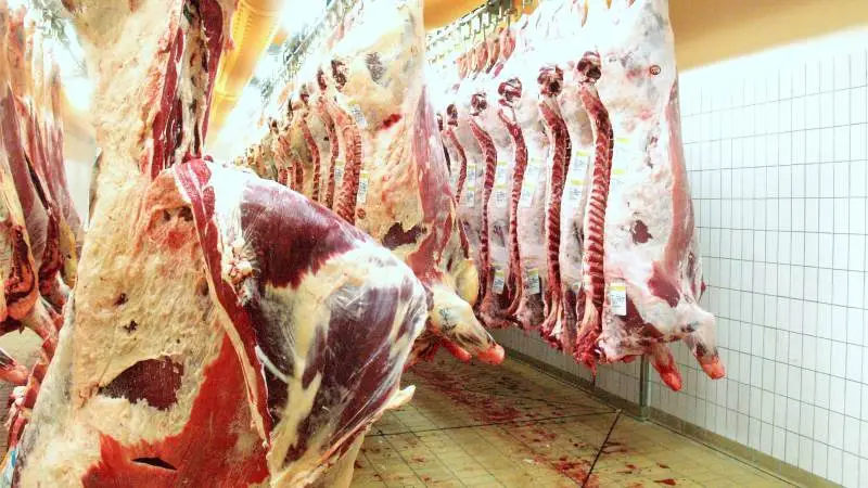 Efterspørgslen på okse- og kalvekød er fortsat pæn, lyder meldingen fra Danish Crown Beef.