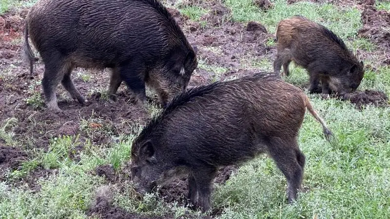 Der er ikke større risiko for smitte med ASF hos vildsvin i indhegnede områder end i tilsvarende besætninger med tamgrise på friland, lyder det fra Fødevarestyrelsen. Foto: Per Jørgensen
