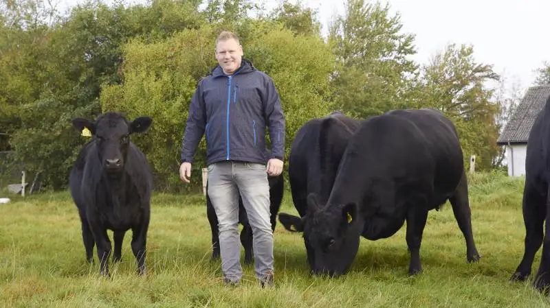 Troels Andersen har prøvet det før, mange gange før. På Kimbrerskuet i Aars trækker han endnu engang sine angusdyr fra marken og ind i Messecenter Vesthimmerland med et mål for øje - Interbreed. Fotos: Tenna Bang