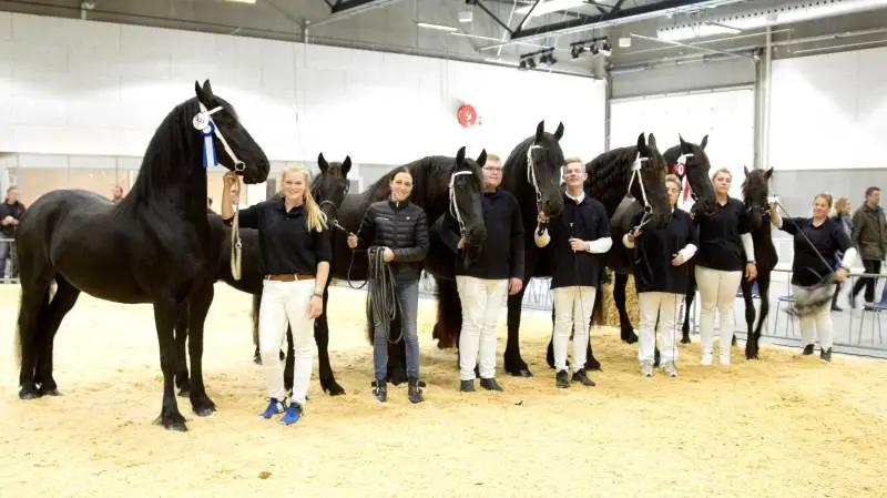 819 dyr er tilmeldt årets Kimbrerskue i Aars. Arkivfoto: Tenna Bang