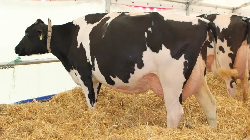 Raunhøj Dairy fremviste flere flotte dyr til årsmødet for Dansk Holstein. Fotos: Line Brusgaard