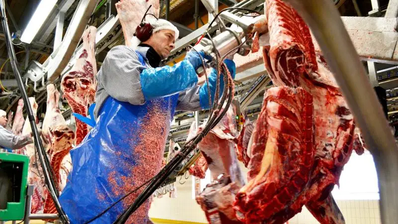 Det europæiske marked for okse- og kalvekød er fortsat flot for årstiden. Salget fortsætter sit stabile niveau til både ind- og udland, men tilførslerne falder en anelse, lyder det fra Danish Crown Beef, der fastholder noteringerne på et uændret niveau.