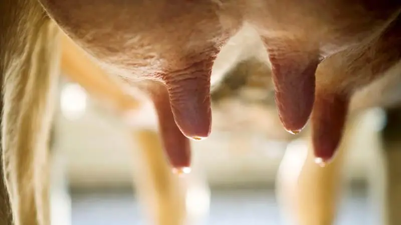 Boehringer Ingelheim Animal Health Nordics lancerer en ny patteforsegling, som skal gøre hverdagen nemmere for mælkeproducenterne. Arkivfoto