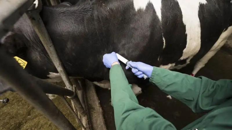 Foreløbige resultater peger på, at injektion med antibiotika i kroppen er overflødig ved uberis-yverbetændelse. Arkivfoto