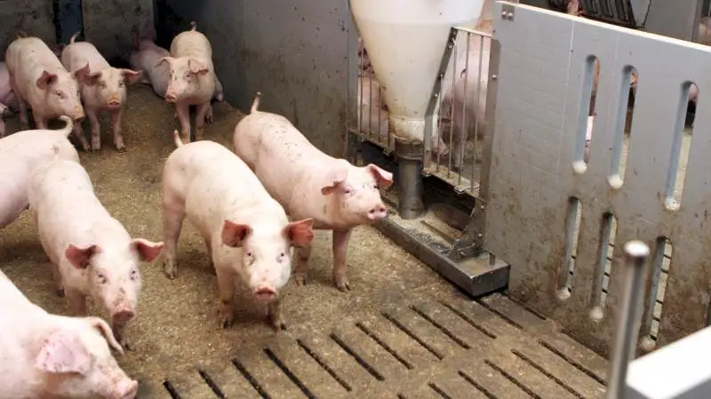 Alle andelsejere, der indkøber færdigfoder via Danish Agro, kan fremover automatisk få opdateret deres foderforbrug på Danish Crowns Dashboard. Dermed kan de hurtigt måle effekten af det indkøbte foder. Arkivfoto
