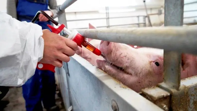 Der skal tages højde for overgangen fra sommer- til vintertid ved planlægningen af tidspunktet for brunstsynkronisering. Arkivfoto
