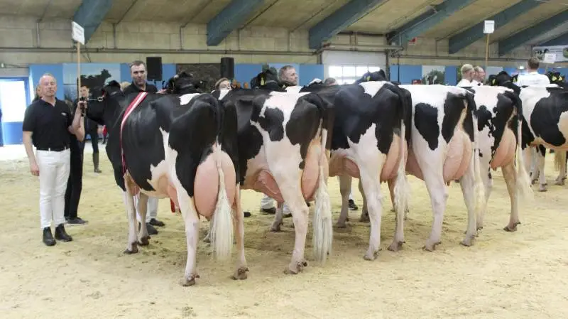 2580 er tilmeldt Landsskuet. Heraf er der rekord blandt hestene og malkekøerne stille med flere køer, end de har gjort de sidste fem år. Arkivfoto
