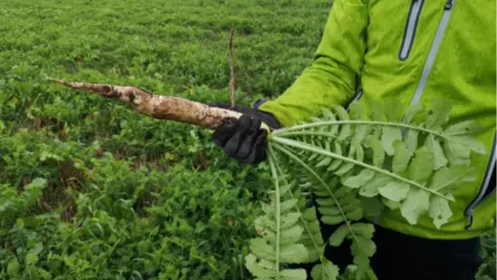 Kæmperoden her er fra en frivillig efterafgrøde, hvor man specifikt har valgt en olieræddike/radise med kraftig rodvækst, hvilket er lykkedes. Læg mærke til, at spidsen af roden er rykket over, så der altså er et dybere rodnet, end det der ses på billedet. Ser man kun på den overjordiske biomasse af blandt andet ræddike og vikke, er efterafgrøden ikke prangende, men der er altså godt gang i væksten under jordoverfladen. Foto: Agrovi.
