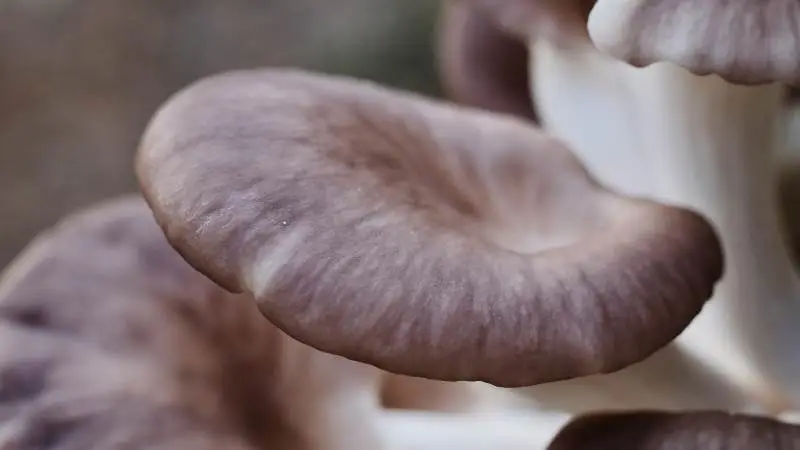 Beyond Mushrooms vil gerne producere en proteinholdig fødevare baseret på mycelium - det rodnetværk, som svampe danner i jorden eller i bark - fra østershatte. Østershattene på billedet er ikke associeret med Beyond Mushrooms. Foto: Pixabay