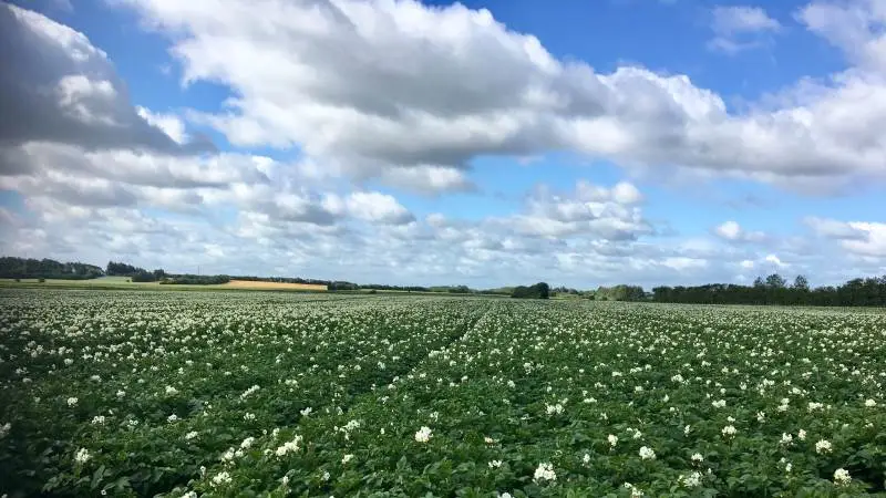 Kartoffelmarker kan tælle som et grønt eco-scheme, fordi afgrøden skal gå til en plantebaserede fødevare til menneskeligt forbrug.