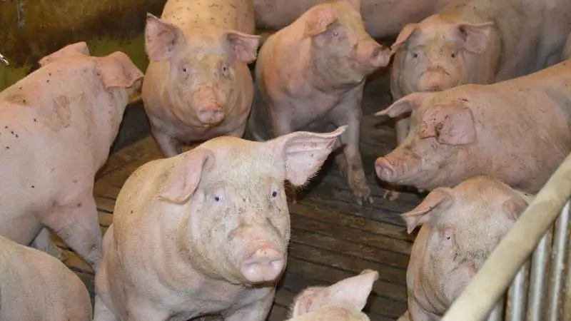 Den tyske slagtesvinenotering er uændret 1,20 euro pr. kg (8,94 kroner), oplyser Danske Svineproducenter.