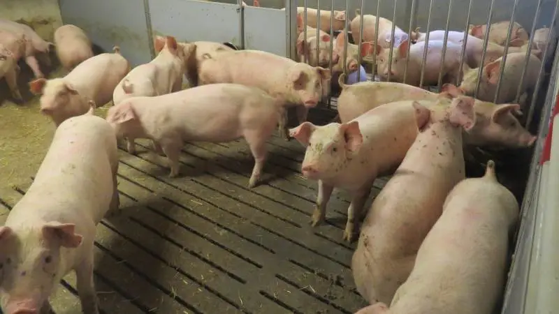 Tysk slagtesvinenotering er uændret