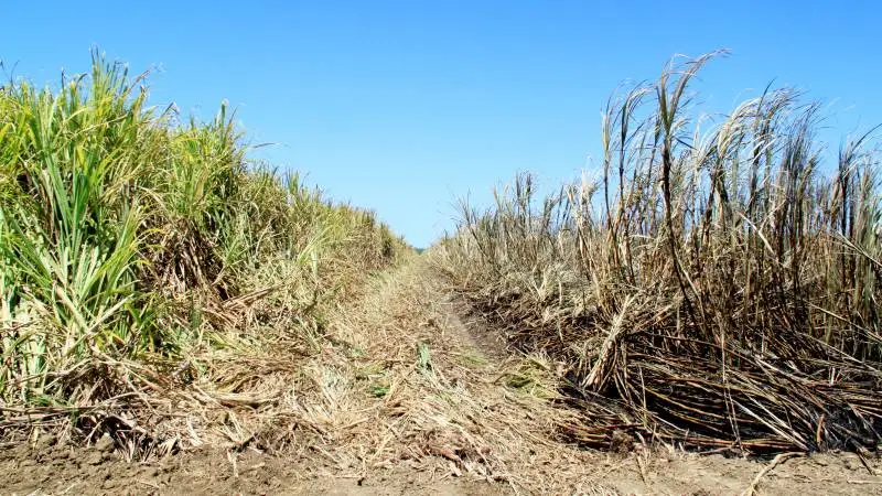 Brasilien, der er en af verdens største producenter af sukkerroer, har i første halvdel af november måned oplevet en kæmpe nedgang i landets samlede sukkerproduktion. Der er derfor gode muligheder for, at prisen for sukker skal fortsætte op imod topniveauerne fra før liberaliseringen af det europæiske sukkermarked
