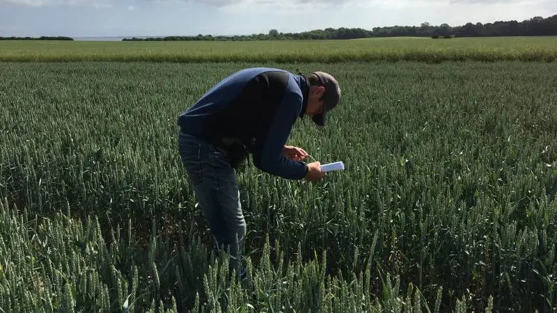 I Danmark har vi vedtaget ved lov, at vi bekæmper flyvehavre. Flyvehavren er en græsukrudt, som forurener fremavlsafgrøderne og kan mindske landmandens høstudbytte betragteligt. Derfor syner planteavlskonsulenterne landet over lige nu markerne. Foto: Sabrina Brohus, Djursland Landboforening.